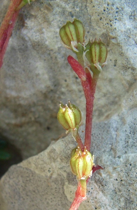 Sedum magellense / Borracina della Majella